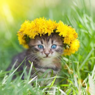 cute little kitten crowned with chaplet dandelion walking grass e1646059721338