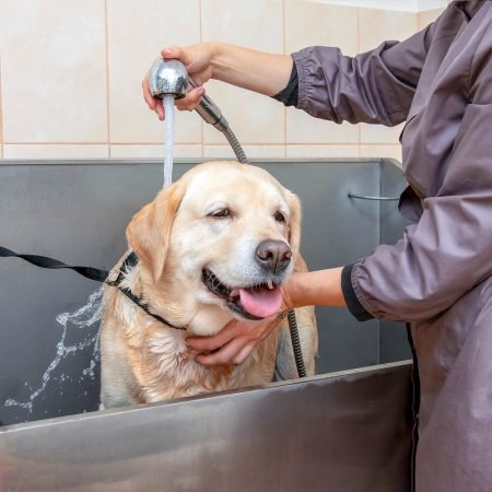 labrador dog is washed grooming salon e1646061202825