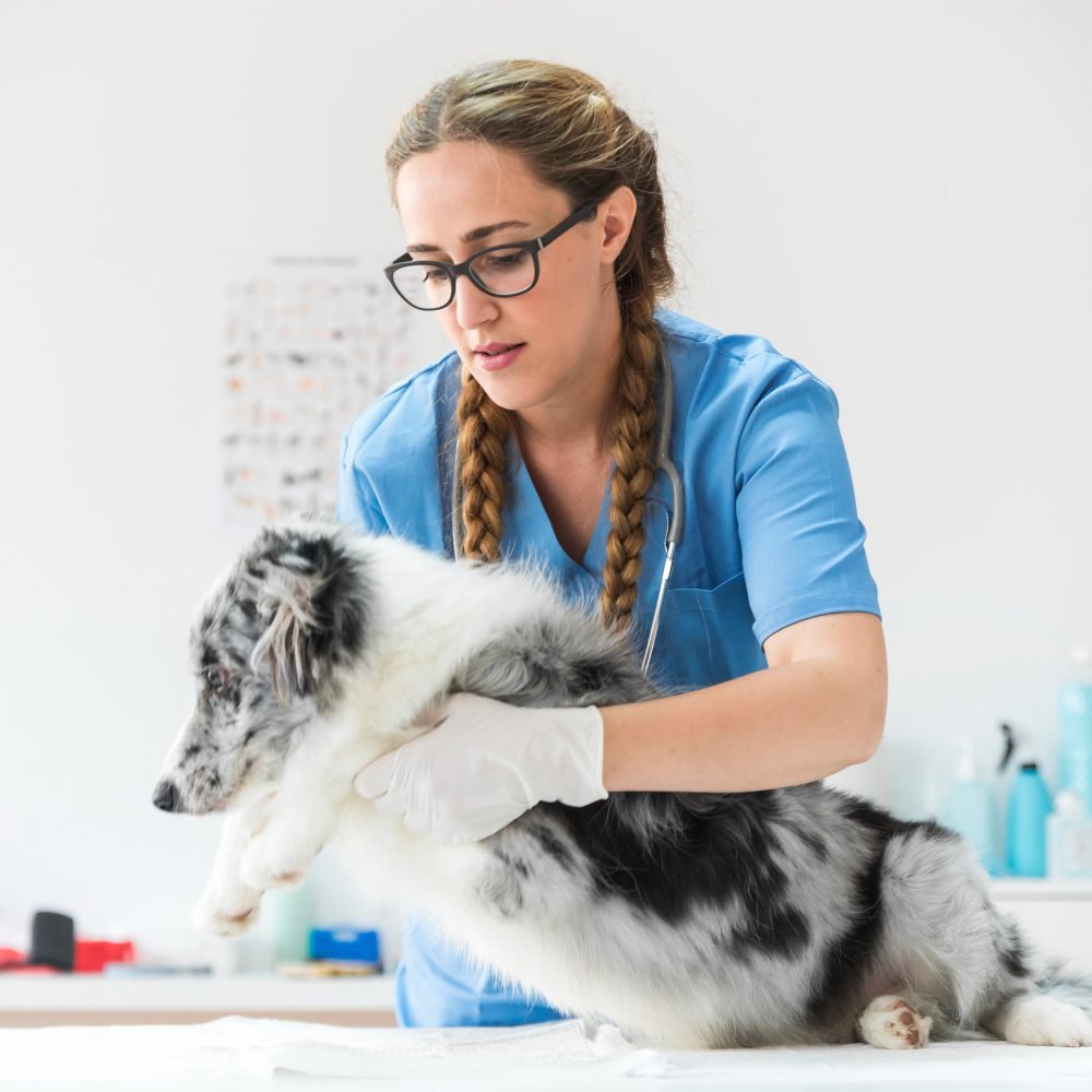 portrait female veterinarian examining sick dog lying table clinic