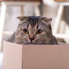 scotch fold cat cardboard box living room floor 1 e1646061454670