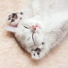 scottish straight silver chinchilla kitten sleeping with paws up e1646061604398