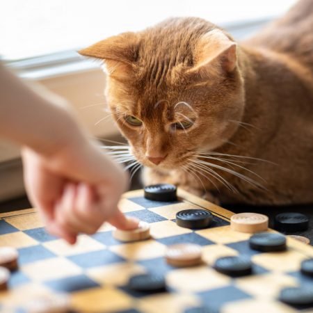 cat looks board with checkers e1647530991254