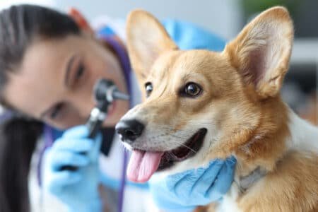 Como escolher um veterinário