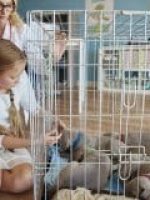 Assistência Pet Saúdepets Assistência Pet Saúdepets