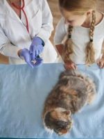 consulta veterinário plano pet Saúdepets consulta veterinário plano pet Saúdepets