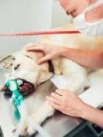 Assistência Pet Saúdepets Assistência Pet Saúdepets