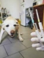 Assistência Pet Saúdepets Assistência Pet Saúdepets