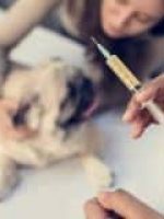 Assistência Pet Saúdepets Assistência Pet Saúdepets