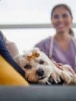 Assistência Pet Saúdepets Assistência Pet Saúdepets